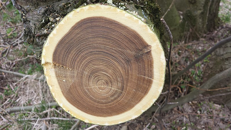 what-is-the-difference-between-heartwood-and-sapwood_1
